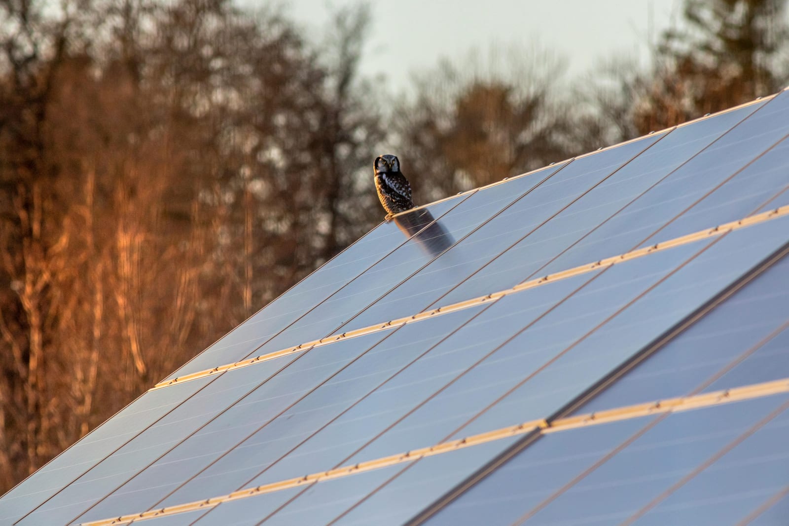 Solar panels in warm late-afternoon light against autumn trees